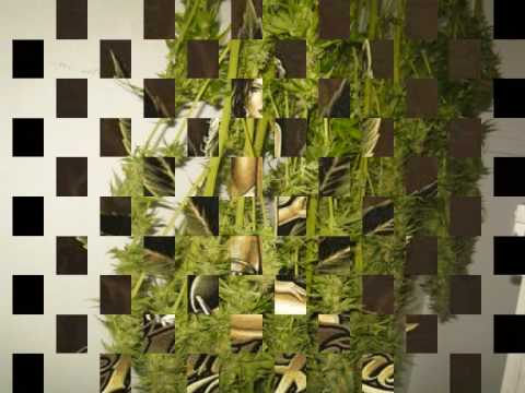 marijuana & sila & bossa