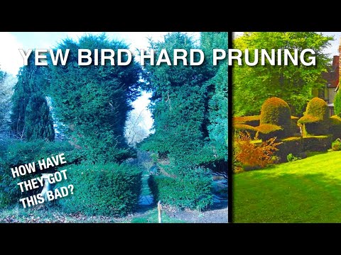 Reducing and Shaping a Yew Bird (Part 1)