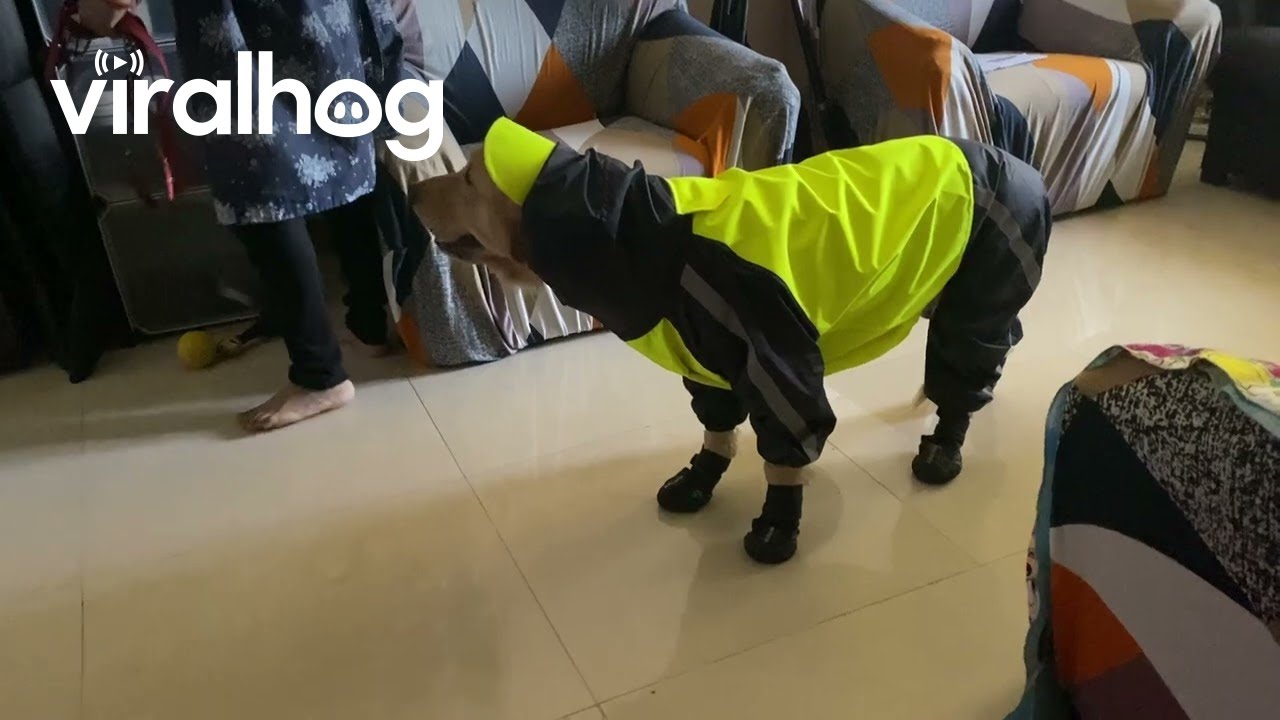 Golden Gets Suited For Rainy Walk || ViralHog