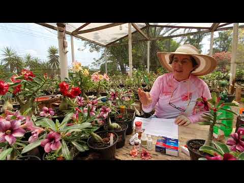 download lagu mp3 mp4 Farmacia Rosas, download lagu Farmacia Rosas gratis, unduh video klip Download Farmacia Rosas Mp3 dan Mp4 Viral Gratis