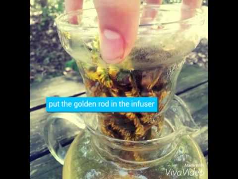 How to make golden rod tea