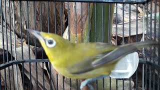 Download lagu Kecial kuning betina memanggil jantan-Merangsang ngalas nembak bikin gacor mp3