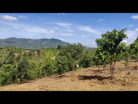 Chỉ 750 triệu Sở Hữu Đất Thổ Cư Nghỉ Dưỡng, Săn Mây, View Núi Đại Bình Bảo Lộc