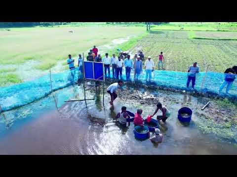 দেশীয় প্রজাতী প্রকল্পের আওতায় কার্যক্রম