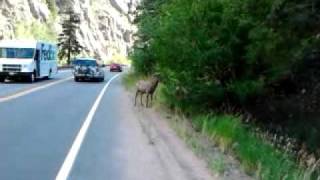 Animali liberi sulla strada in colorado