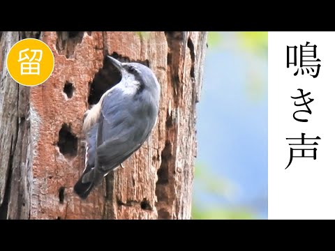 シッタ・カロリネンシス