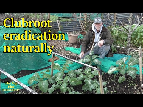 Getting rid of clubroot