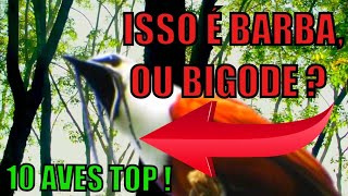 AS 10 AVES MAIS INTRIGANTES NA NATUREZA