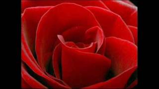The Bhagwan Love Example dub attack