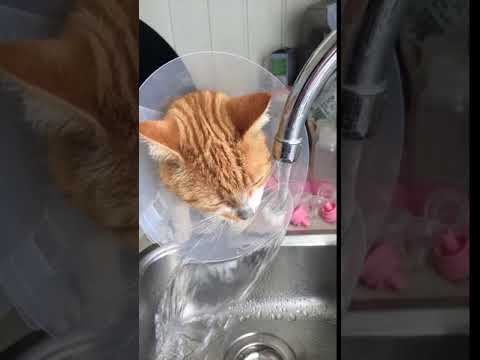 Cat with cone collar drinking water