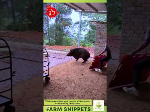 Smart Way to Catch a Pig! 🐷💡 #004 #shortsvideo
