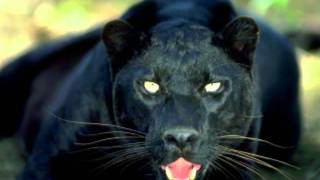 Rose Royce -  Fighting chance