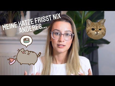 Wie füttere ich meine Katze RICHTIG - Part 4 Futterumstellug  | Anna Cash