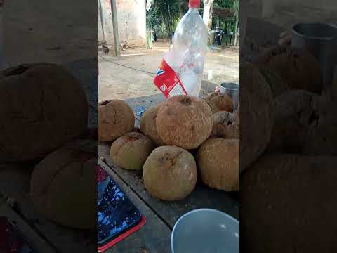 Fartura de castanha do Brasil, Tucumã, laranja e limão do Iranduba , Amazonas