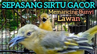 Download lagu SEPASANG SIRTU GACOR MEMANCING BUNYI SEMUA SIRPU/SIRTU GACOR - LANGSUNG RAME mp3