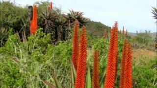 DJ Snake Ft Hadeda - Remix