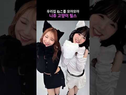 [니쥬] 니쥬 고양이 릴스 모음🐱