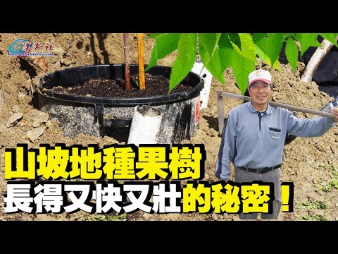 種果樹