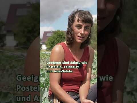 Säe dieses Gemüse im September!