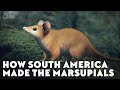 How South America Made the Marsupials