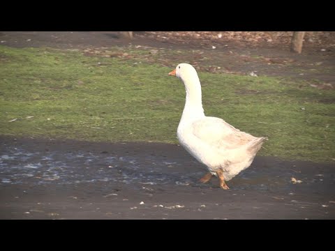 Freilandgänse schmecken besser | Spargelhof Kremmen @TopfguckerTV #foodblog #food