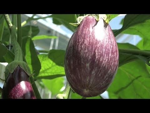World's biggest rooftop greenhouse opens in Montreal | AFP