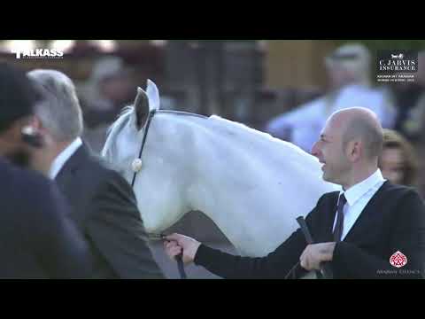 N 162 TM GALILEAH   Katara Int  Arabian Horse Festival 2023   Mares 7 10 Years Old Class 8B