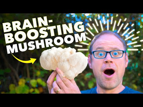 Inside the Mushroom Farm How Mushrooms are Grown