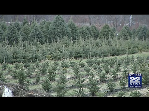 download lagu mp3 mp4 Christmas Tree Farms Near Mount Airy Nc, download lagu Christmas Tree Farms Near Mount Airy Nc gratis, unduh video klip Christmas Tree Farms Near Mount Airy Nc