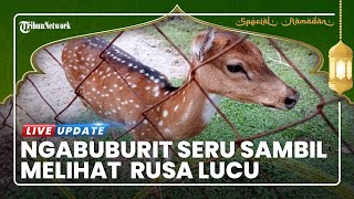 Kunjungi Taman Keanekaragaman Hayati Mesuji, Jadi Lokasi Ngabuburit Sambil Melihat Tingkah Lucu Rusa
