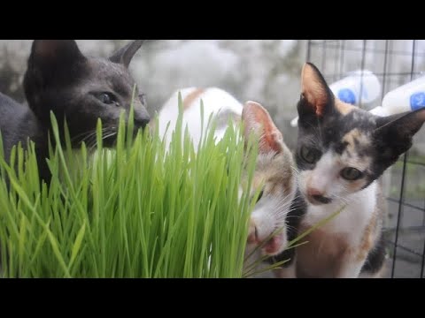 Can cats eat grass? 😻😻😻♥♥♥ │ 3 orphan kittens grow