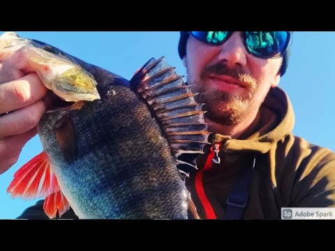 KARKEAMMAN AHVENEN JIGIKALASTUSTA | MISTÄ LÖYTÄÄ AHVENET SYKSYLLÄ ? | METRINEN HAUKI KATKO SIIMAT 🤣