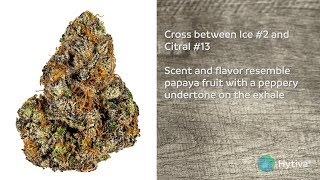Papaya OG | Strain Review