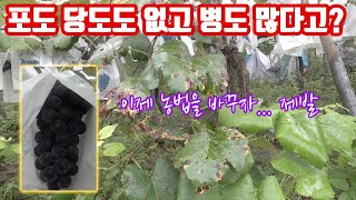 포도 재배!! 당도도 없어??? 착색도 힘들어??? 병도 많아???? 흰가루도 많다고??? 탄저병...갈색무…