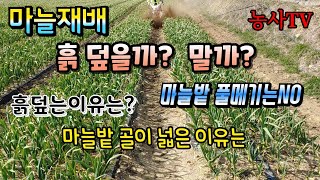 마늘재배, 투명멀칭 비닐 흙덮는 이유는? [농사TV]
