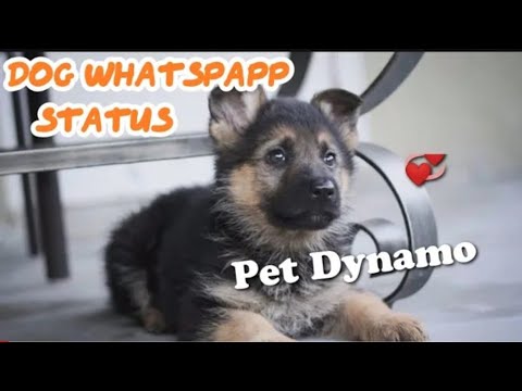 Pet lover😘what's app status 😊|Pet Dynamo|