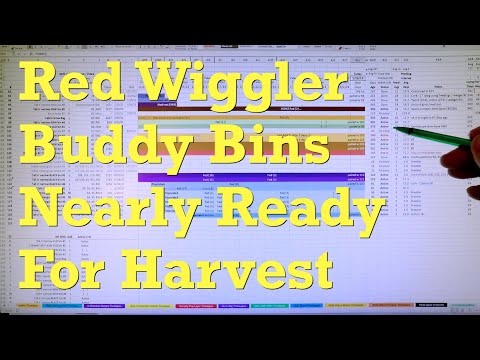 Near-harvest red wiggler buddy worm bins practically castings only - vermicompost