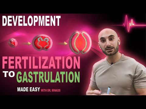Introduction to Embryology - Fertilisation to Gastrulation (Easy to Understand)