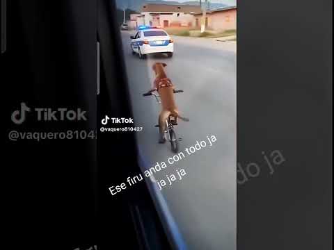 Firulais de nuevo en las calles🐶 #shortsfeed #feedshorts #perroscallejeros #perrodeldia #shortsvideo