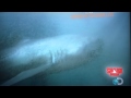 MEGAMOUTH SHARK RARE SHARK - YouTube