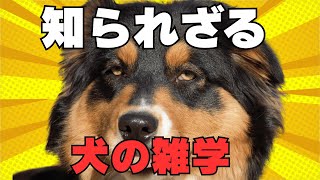 犬の知られざる雑学！知ってたらすごい