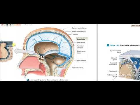 Dural venous sinuses 2