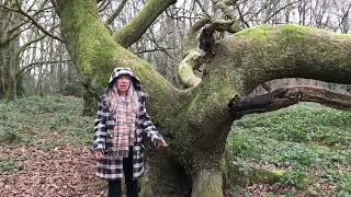 Oak Tree history and legends￼