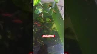 Download lagu please subscribe #jobbiehebriovlogs mp3 Download lagu please subscribe #jobbiehebriovlogs mp3