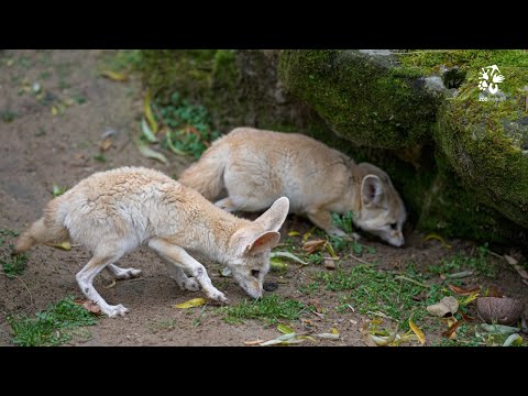 Fenek si pochutná na cvrčkovi, myšce i křepelce