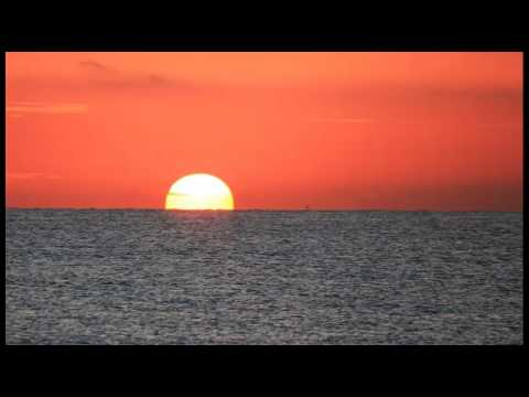 Mushrooms Project -  Pulsaçao