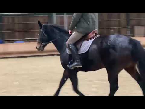 Jument dressage 