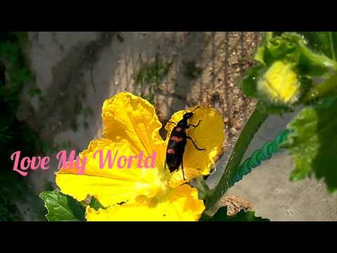 large black bee sucking juice from beautiful and fresh flowers