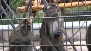 preview picture of video 'Schüler besuchten Primatenzentrum'