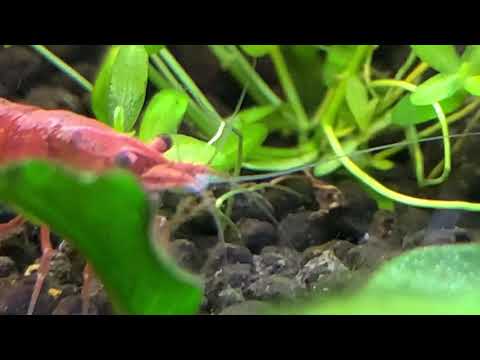 Scutariella Japonica